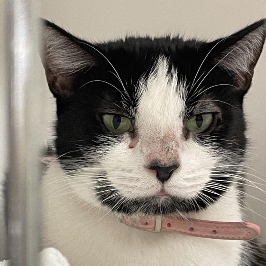 Enlarge Minnie, a Adoptable Domestic Short Hair in Philadelphia, PA image 3/4