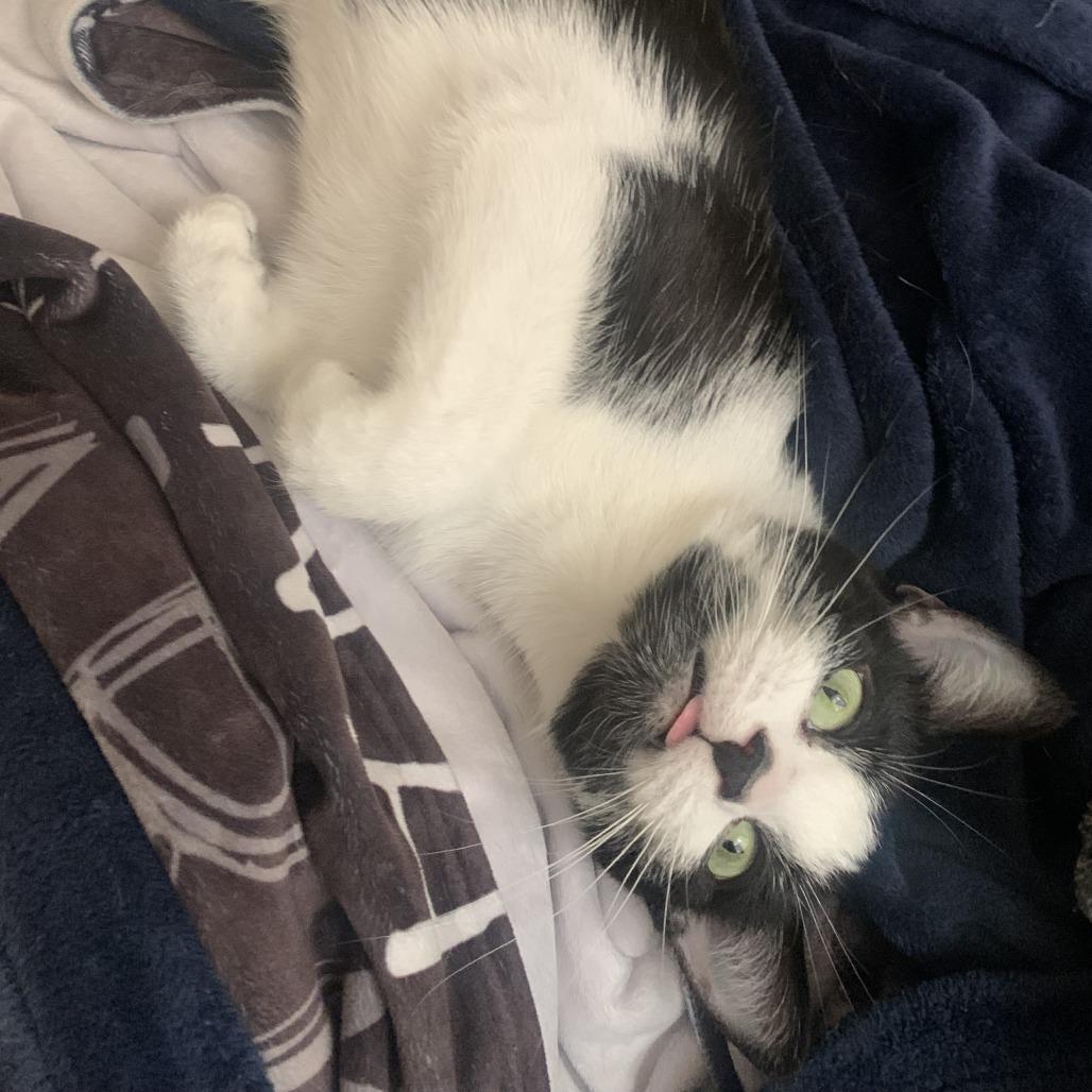 Enlarge Minnie, a Adoptable Domestic Short Hair in Philadelphia, PA image 4/4