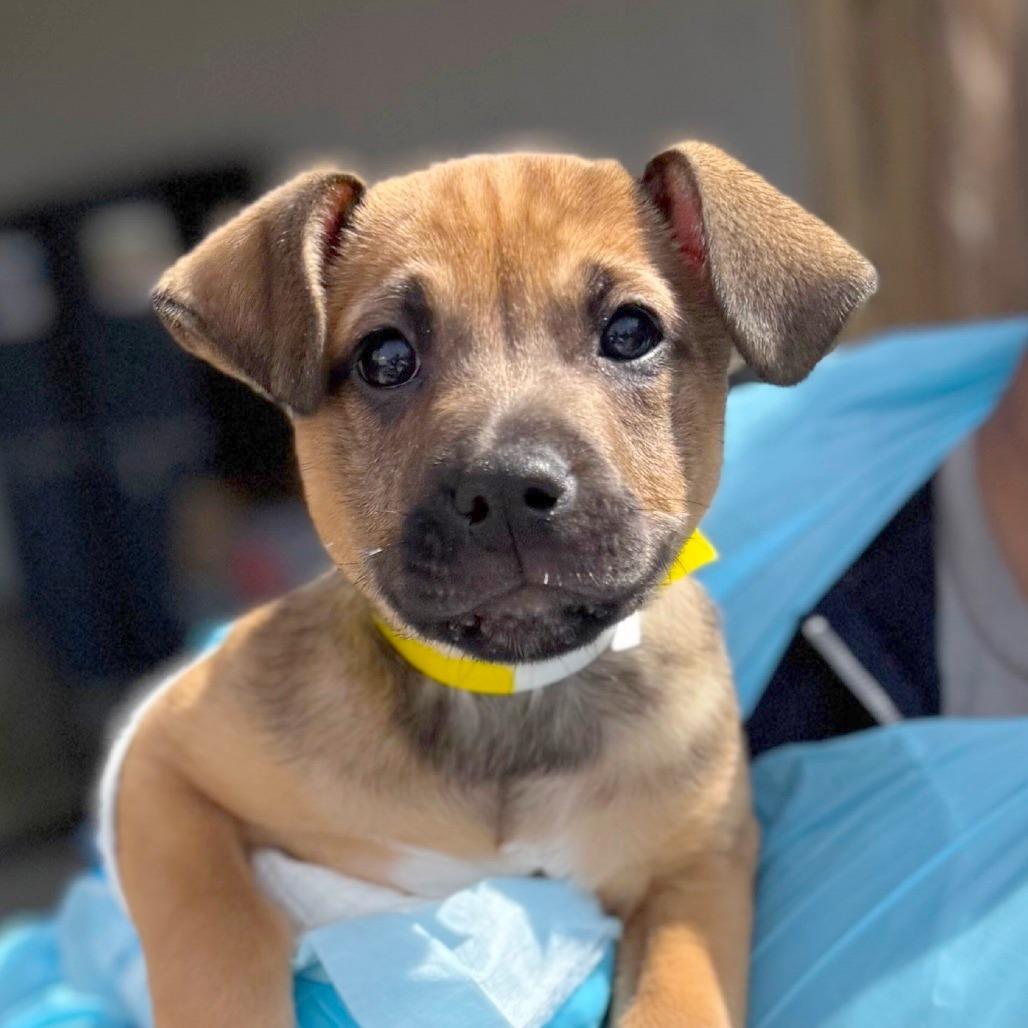 Tails, Adoptable, Puppy Male Mixed Breed.