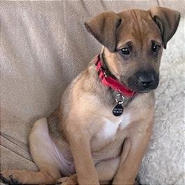 Enlarge Tails, a Adoptable Mixed Breed in Hendersonville, NC image 2/6