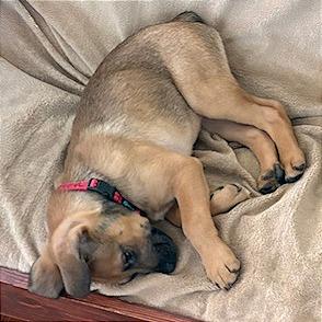 Enlarge Tails, a Adoptable Mixed Breed in Hendersonville, NC image 3/6