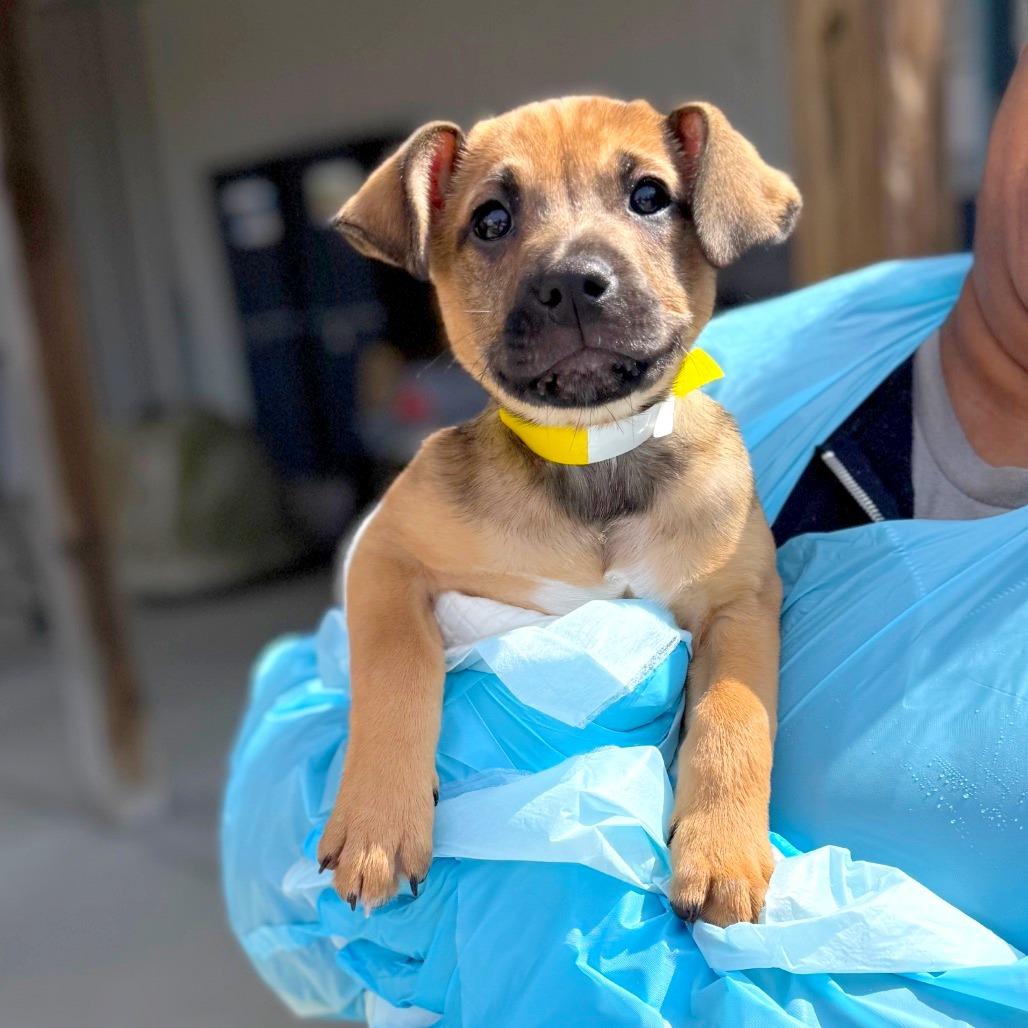 Enlarge Tails, a Adoptable Mixed Breed in Hendersonville, NC image 5/6