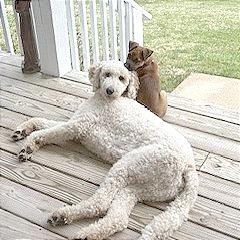 Enlarge Tails, a Adoptable Mixed Breed in Hendersonville, NC image 6/6