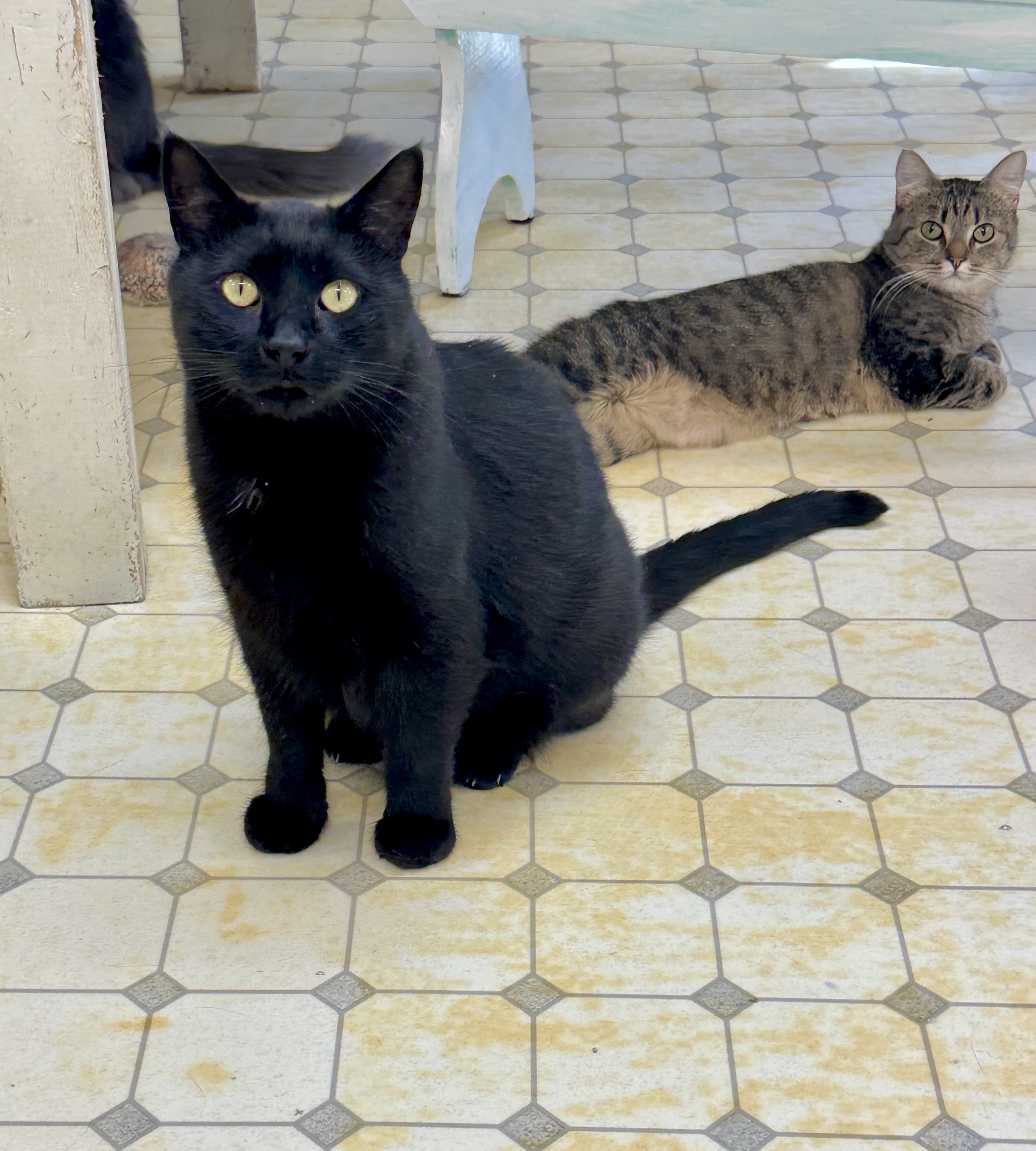 Purreston- Shy Panther Purrince, a Adoptable mixed breed in Anchorage, AK image 2/3