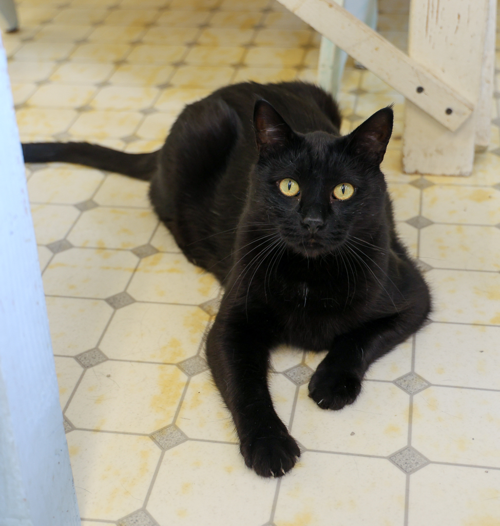 Purreston- Shy Panther Purrince, a Adoptable mixed breed in Anchorage, AK image 3/3