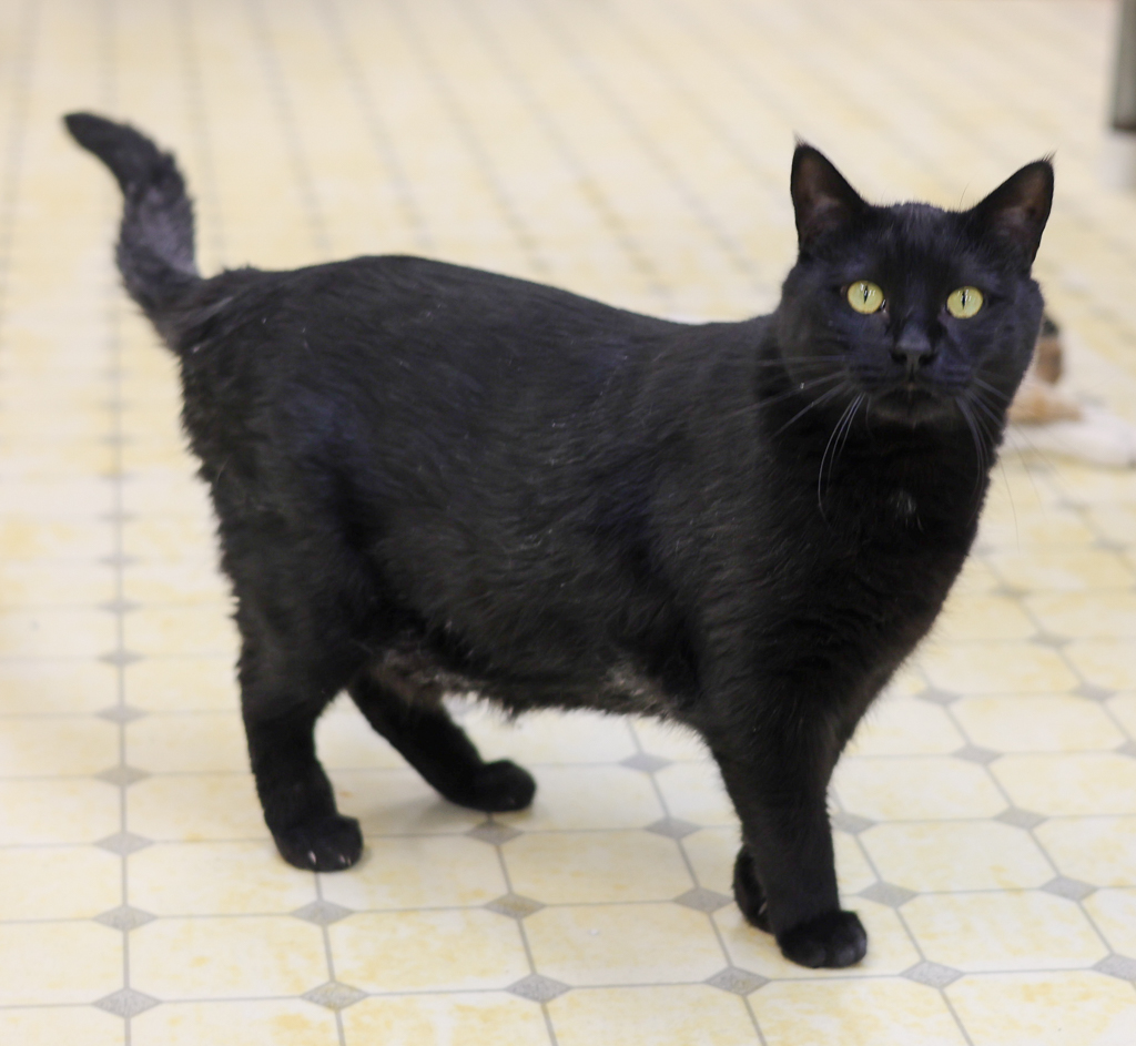 Purreston- Shy Panther Purrince, a Adoptable mixed breed in Anchorage, AK image 1/3
