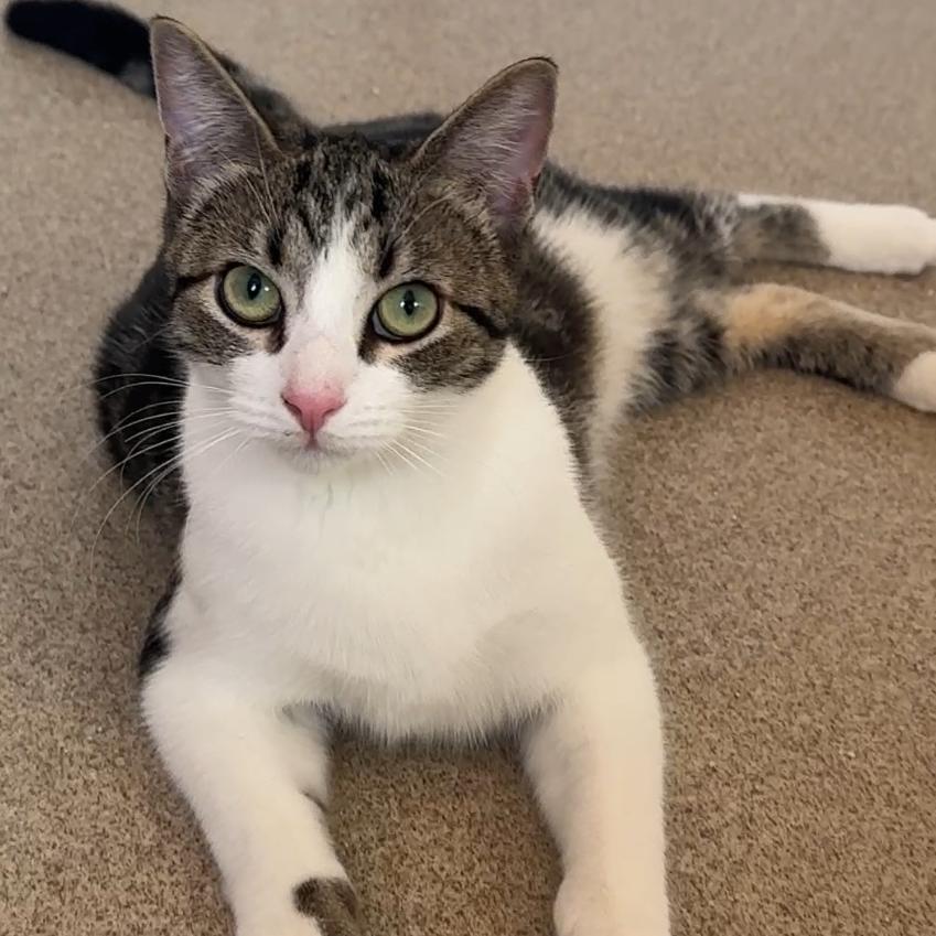 Indie with Sizzle — thumbnail 2