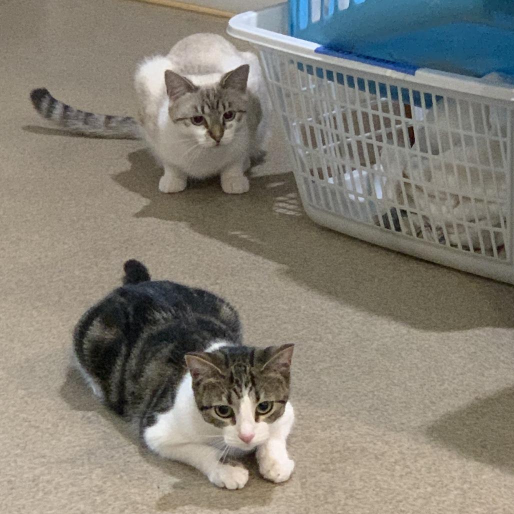 Indie with Sizzle — thumbnail 3