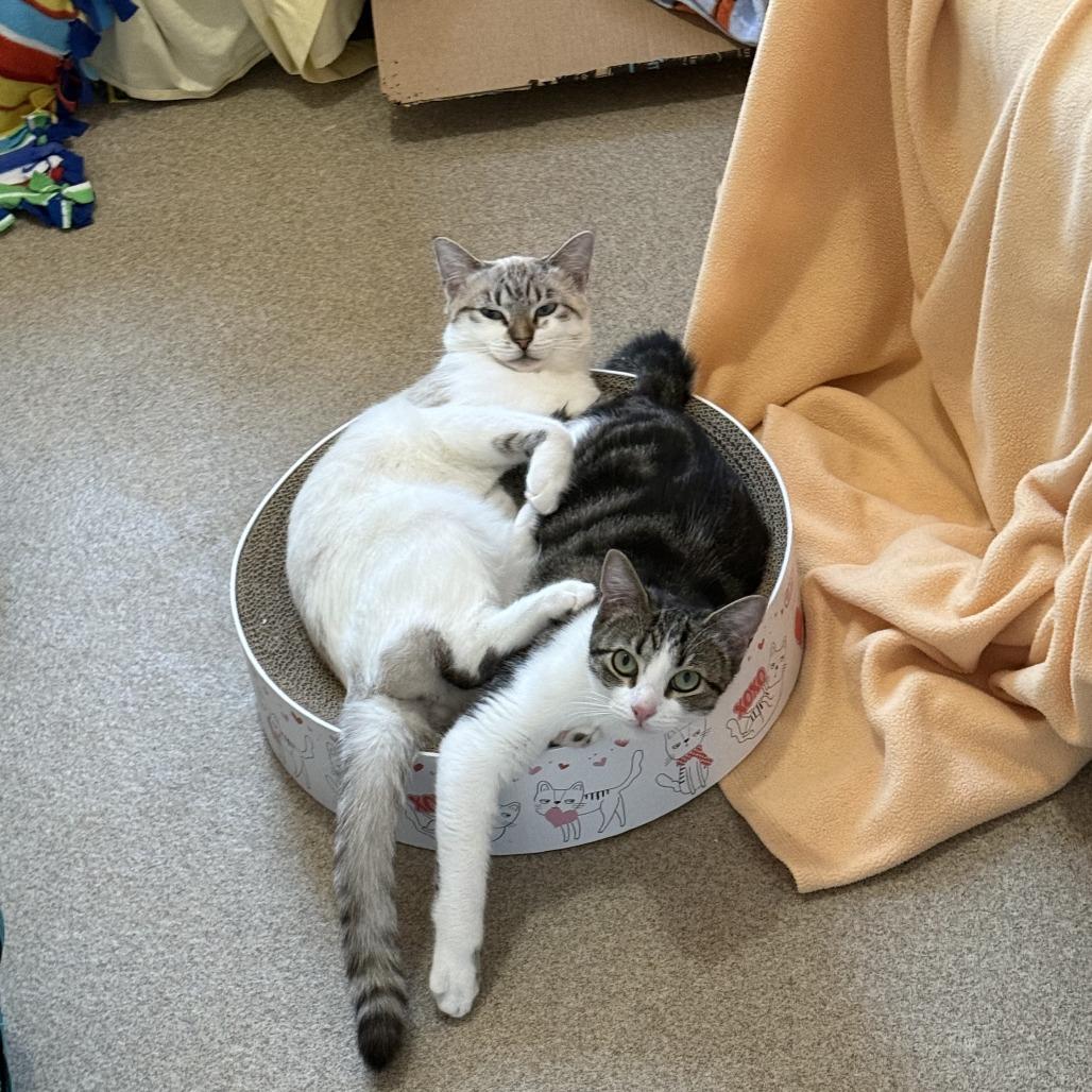 Indie with Sizzle — thumbnail 4