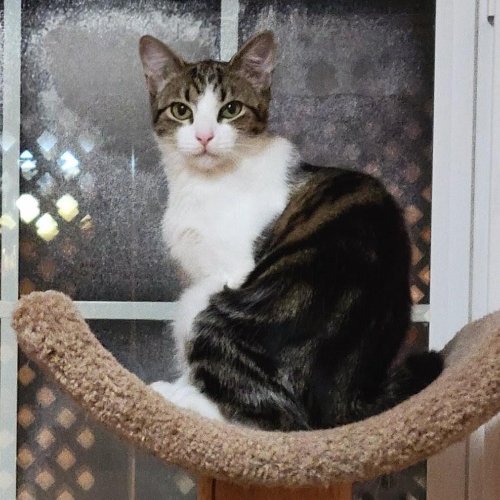 Indie with Sizzle — thumbnail 5