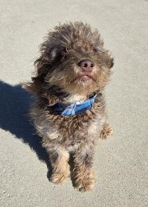 Enlarge Russell, an adopted mixed breed in Bucyrus, OH image 3/5