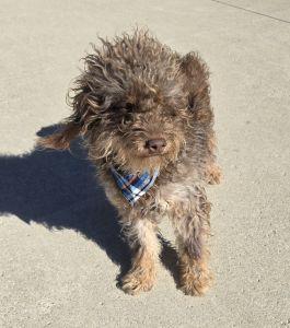 Enlarge Russell, an adopted mixed breed in Bucyrus, OH image 5/5