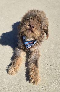 Enlarge Russell, an adopted mixed breed in Bucyrus, OH image 2/5