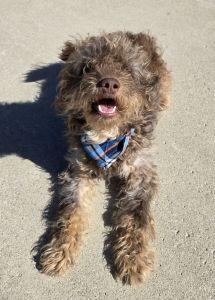 Russell, adopted, Young Male Poodle & Australian Shepherd.