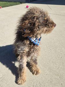 Enlarge Russell, an adopted mixed breed in Bucyrus, OH image 4/5