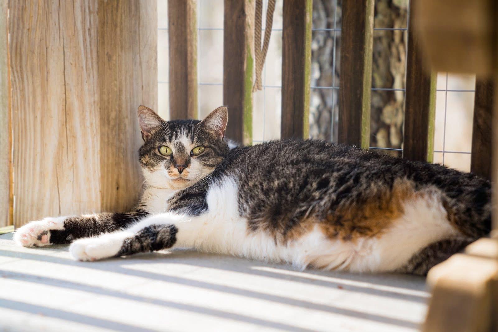 Patty Cakes, a Adoptable Domestic Short Hair in Dellslow, WV image 1/5