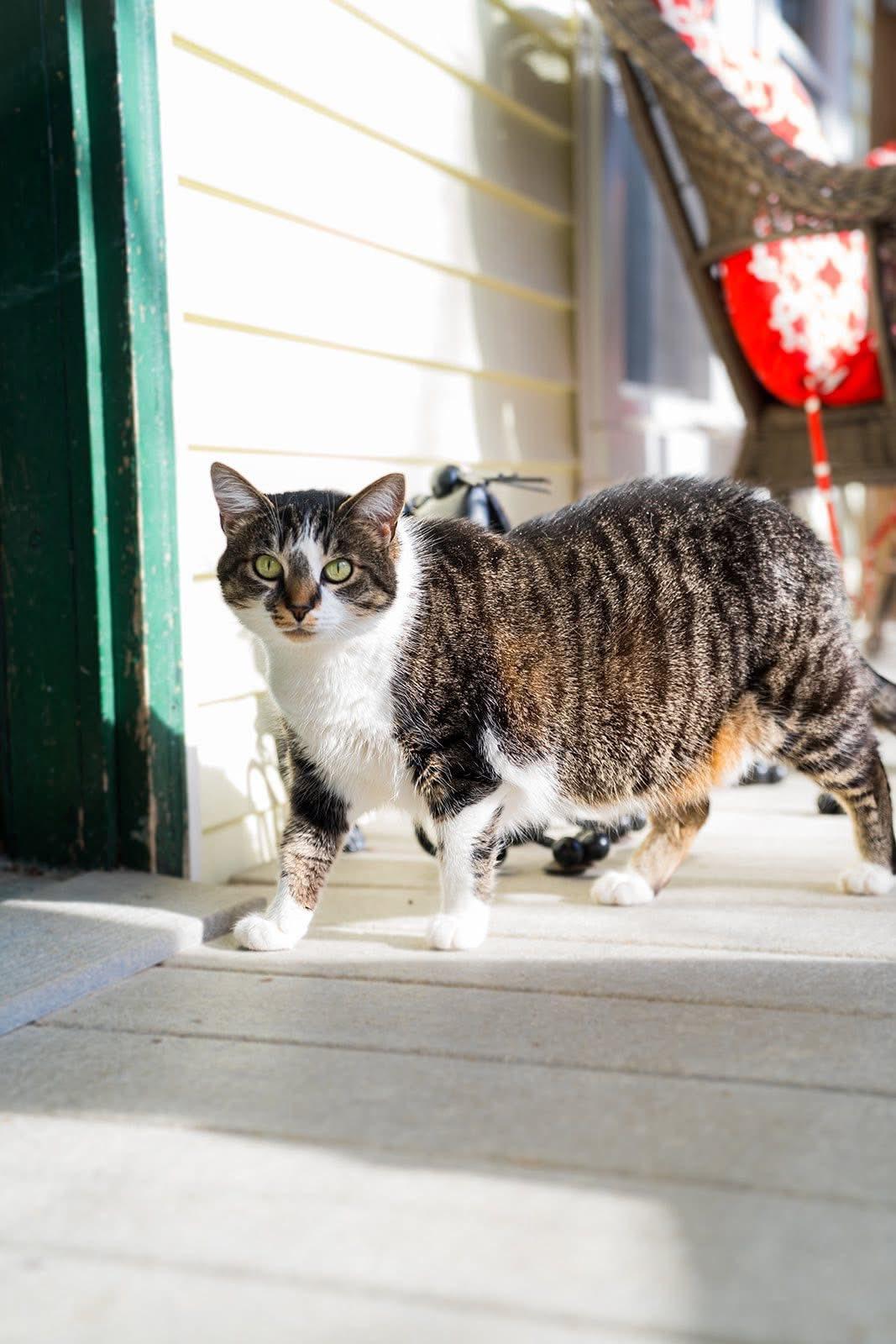 Patty Cakes, a Adoptable Domestic Short Hair in Dellslow, WV image 2/5