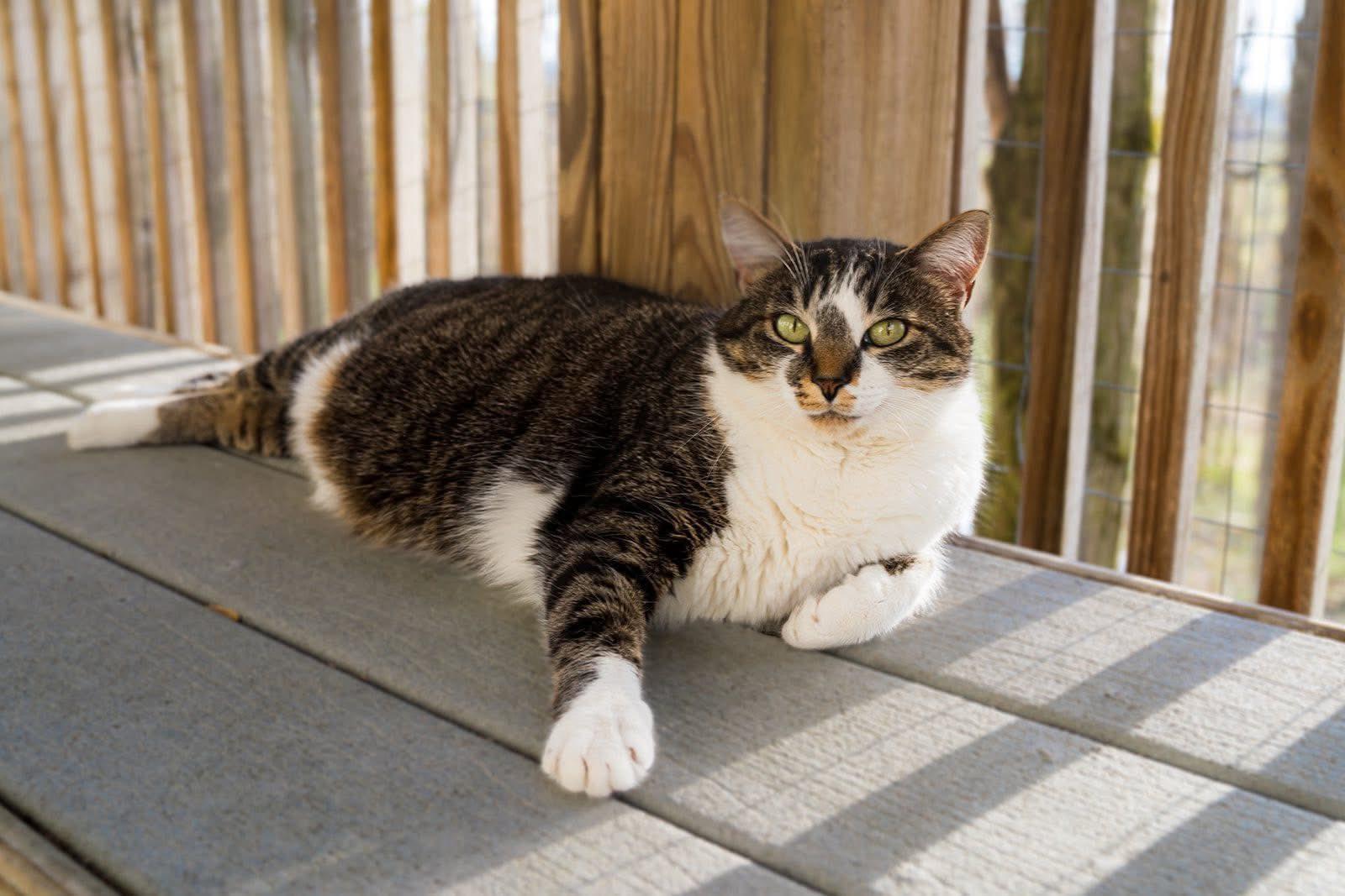 Patty Cakes, a Adoptable Domestic Short Hair in Dellslow, WV image 3/5