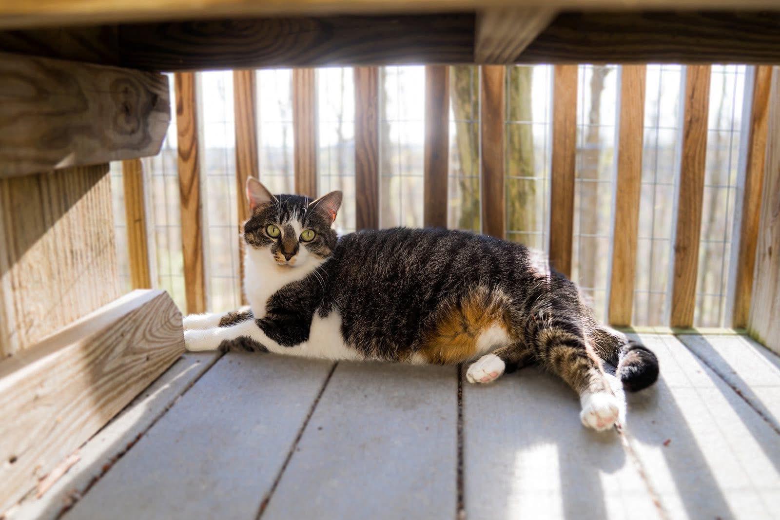 Patty Cakes, a Adoptable Domestic Short Hair in Dellslow, WV image 4/5