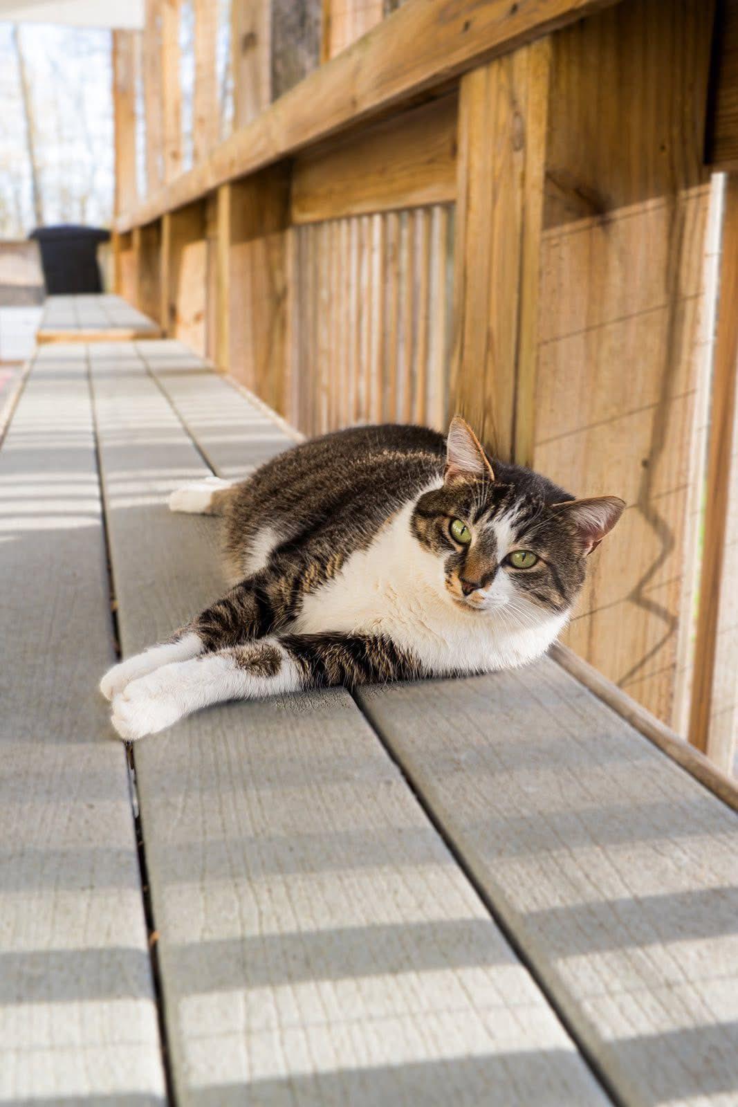 Patty Cakes, a Adoptable Domestic Short Hair in Dellslow, WV image 5/5