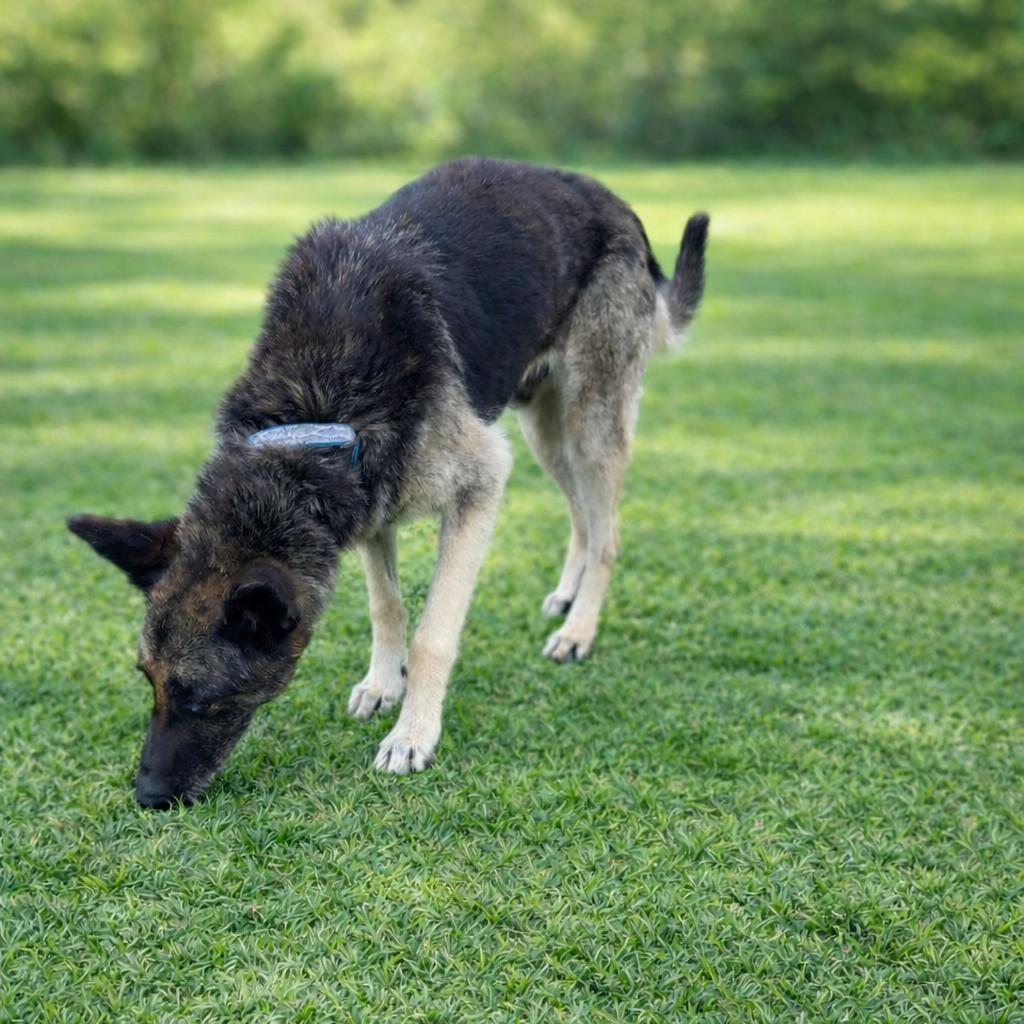 Rex, a Adoptable German Shepherd Dog in Escondido, CA image 1/2
