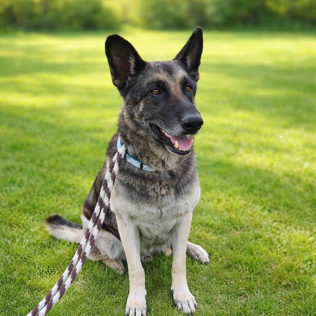 Rex, a Adoptable German Shepherd Dog in Escondido, CA image 2/2