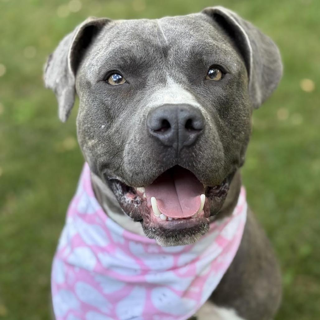 Terrance, Adoptable, Adult Male Pit Bull Terrier.