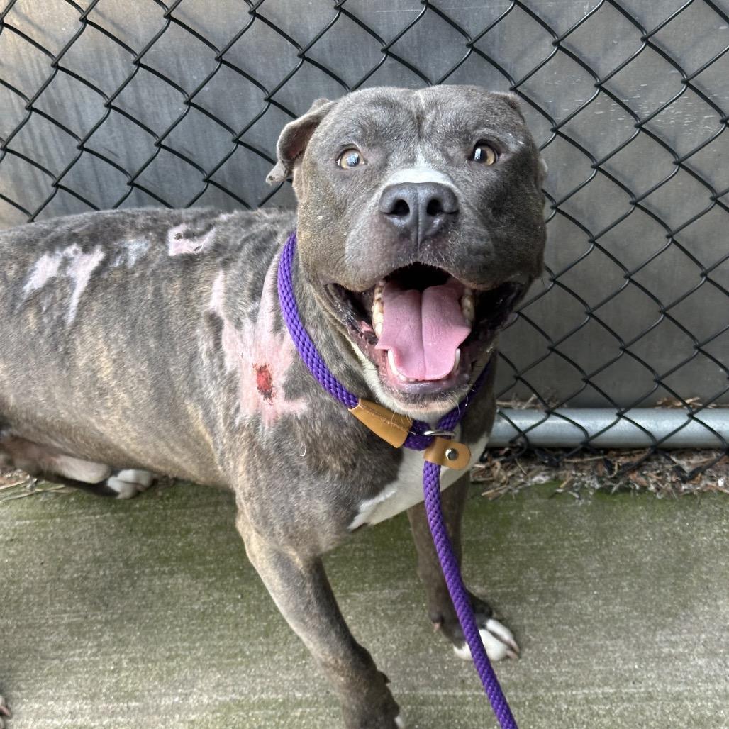 Terrance, Adoptable, Adult Male Pit Bull Terrier.