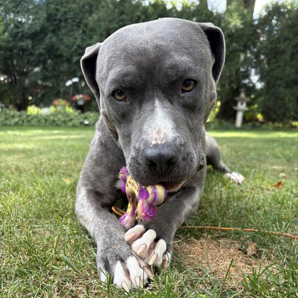 Enlarge Terrance, a Adoptable Pit Bull Terrier in Northbrook, IL image 3/6
