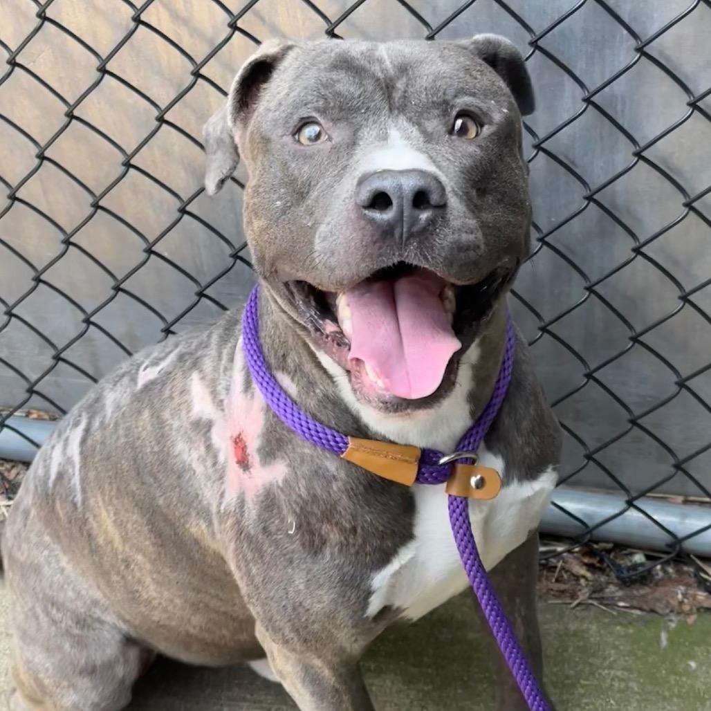 Enlarge Terrance, a Adoptable Pit Bull Terrier in Northbrook, IL image 4/6