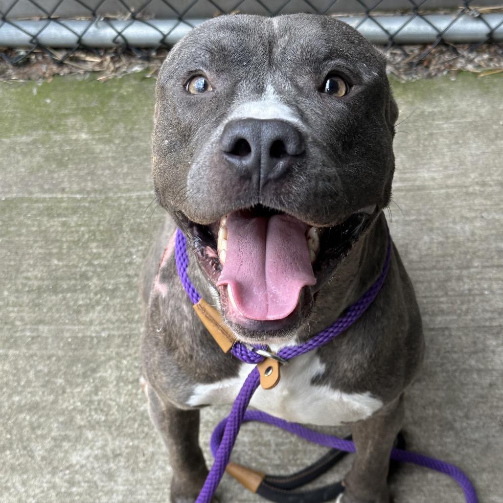 Enlarge Terrance, a Adoptable Pit Bull Terrier in Northbrook, IL image 5/6