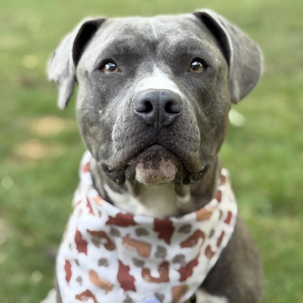 Enlarge Terrance, a Adoptable Pit Bull Terrier in Northbrook, IL image 5/6