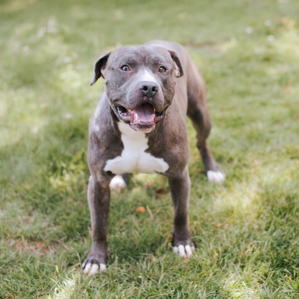 Enlarge Terrance, a Adoptable Pit Bull Terrier in Northbrook, IL image 6/6