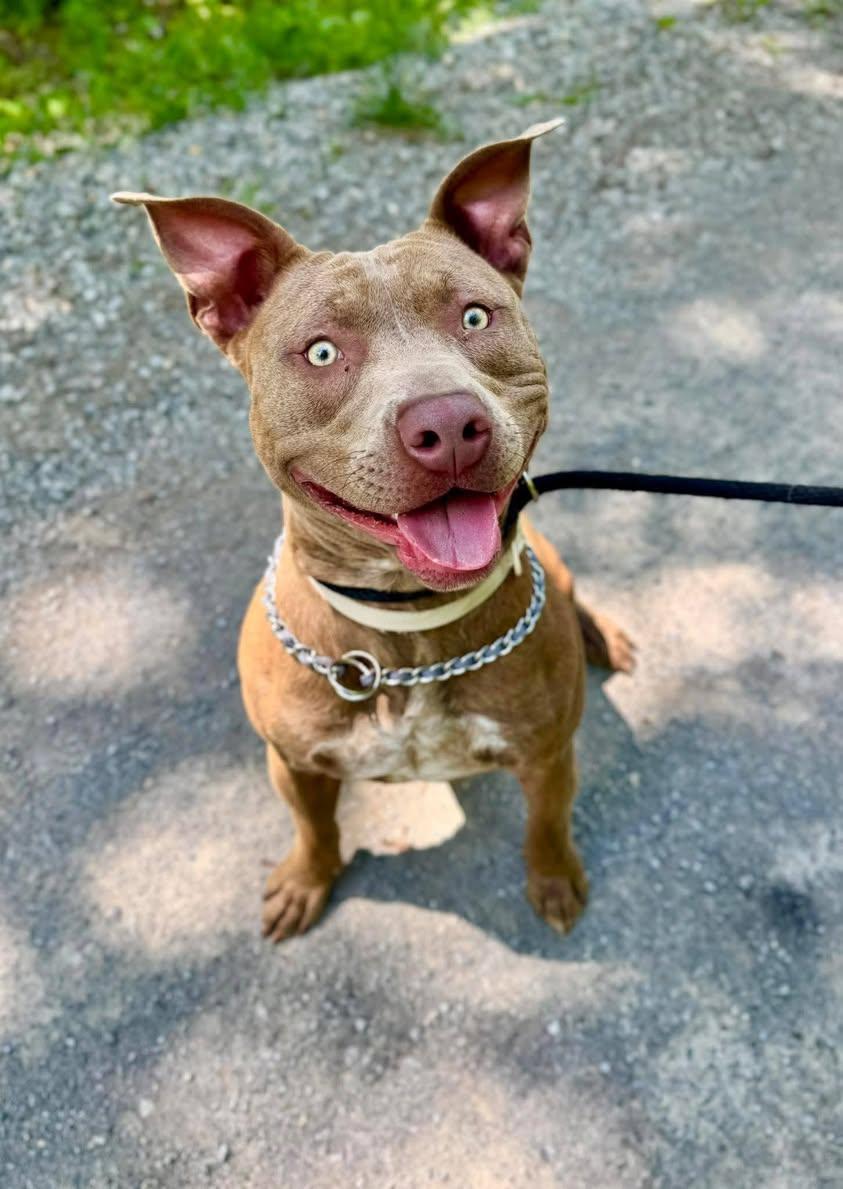 Enlarge ACE, a ADOPTABLE mixed breed in Waverly, TN image 1/3