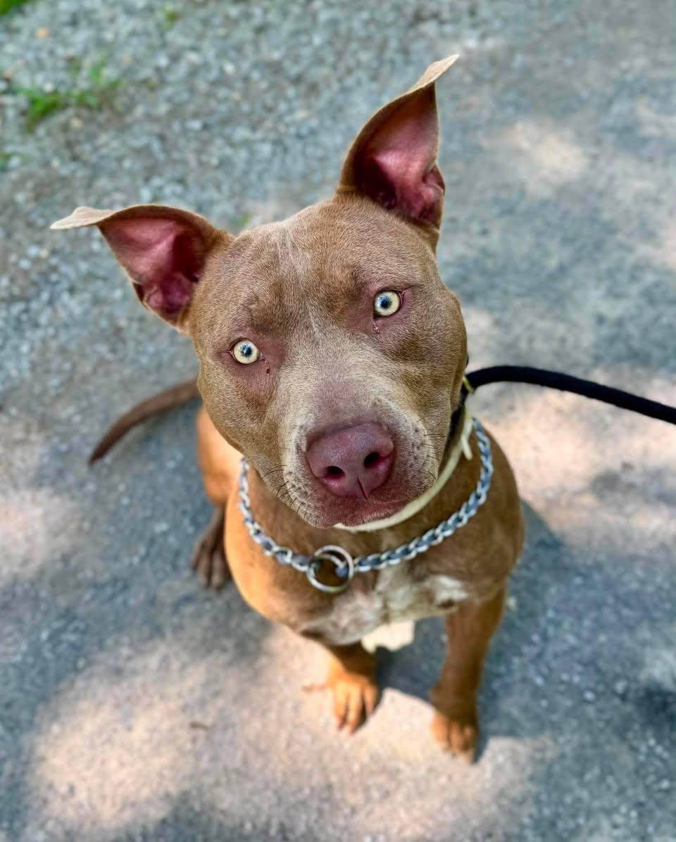 Enlarge ACE, a ADOPTABLE mixed breed in Waverly, TN image 3/3