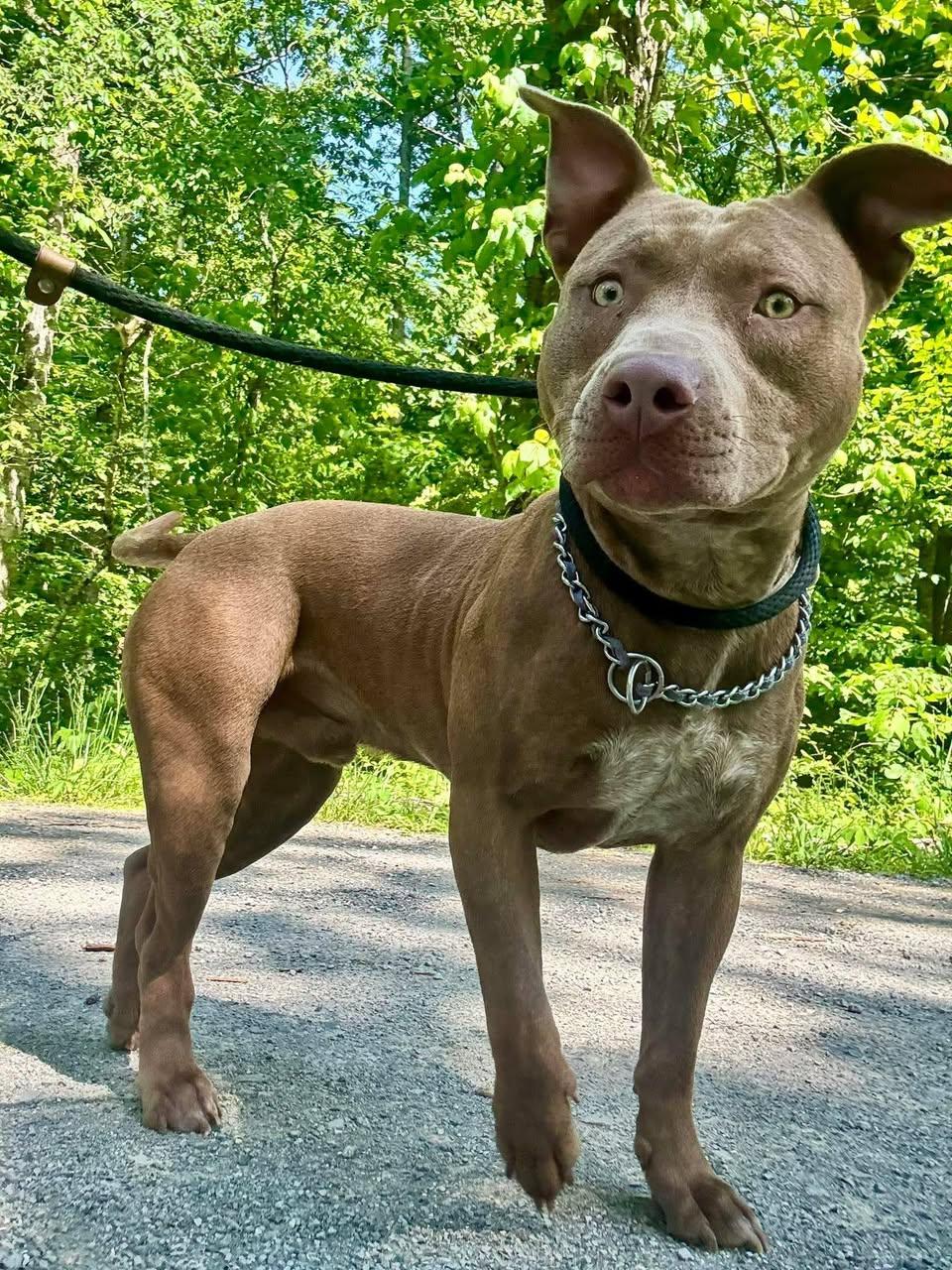 Enlarge ACE, a ADOPTABLE mixed breed in Waverly, TN image 2/3