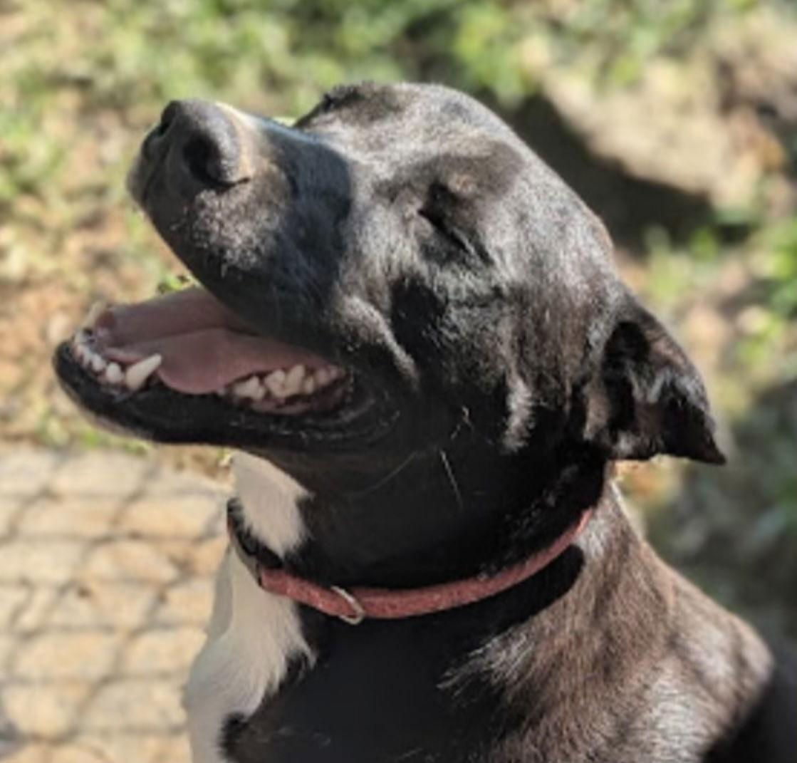 Enlarge Sidney, a Adoptable mixed breed in Pottstown, PA image 1/2