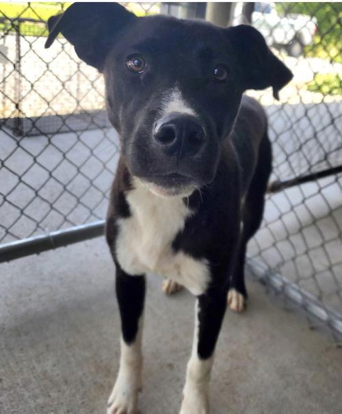Enlarge Sidney, a Adoptable mixed breed in Pottstown, PA image 1/1