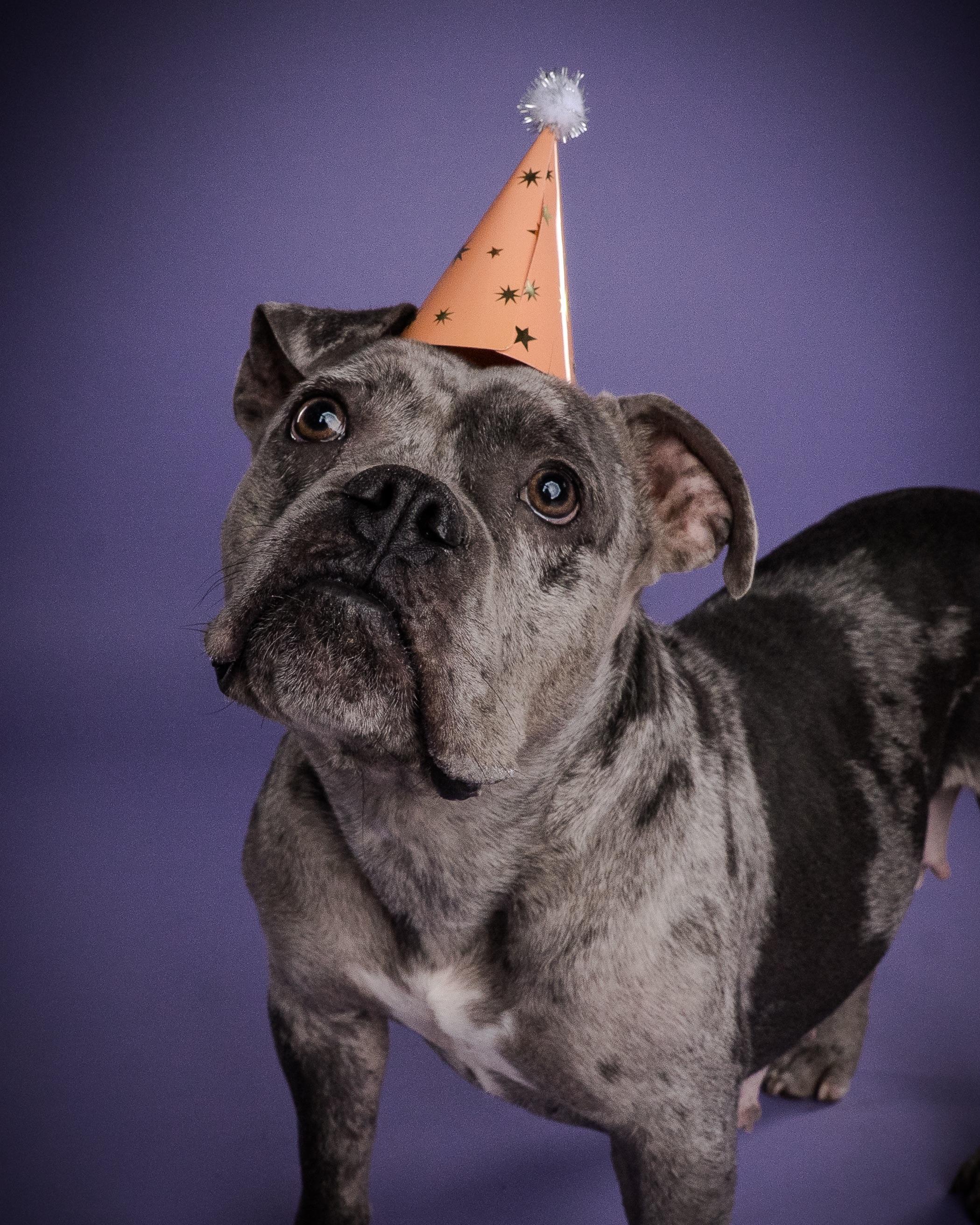 Enlarge Juniper, a ADOPTABLE mixed breed in Appleton, WI image 1/1