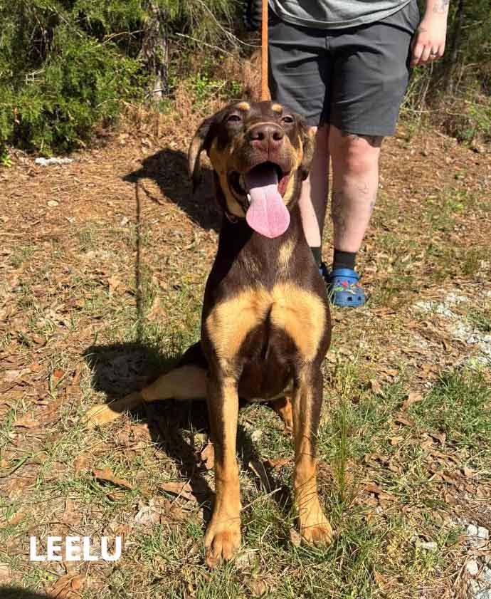Enlarge Leelu, a ADOPTABLE mixed breed in Washington, GA image 2/4