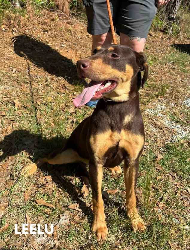 Enlarge Leelu, a ADOPTABLE mixed breed in Washington, GA image 1/4
