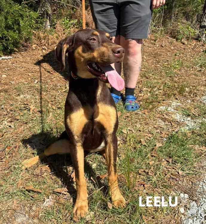 Enlarge Leelu, a ADOPTABLE mixed breed in Washington, GA image 3/4