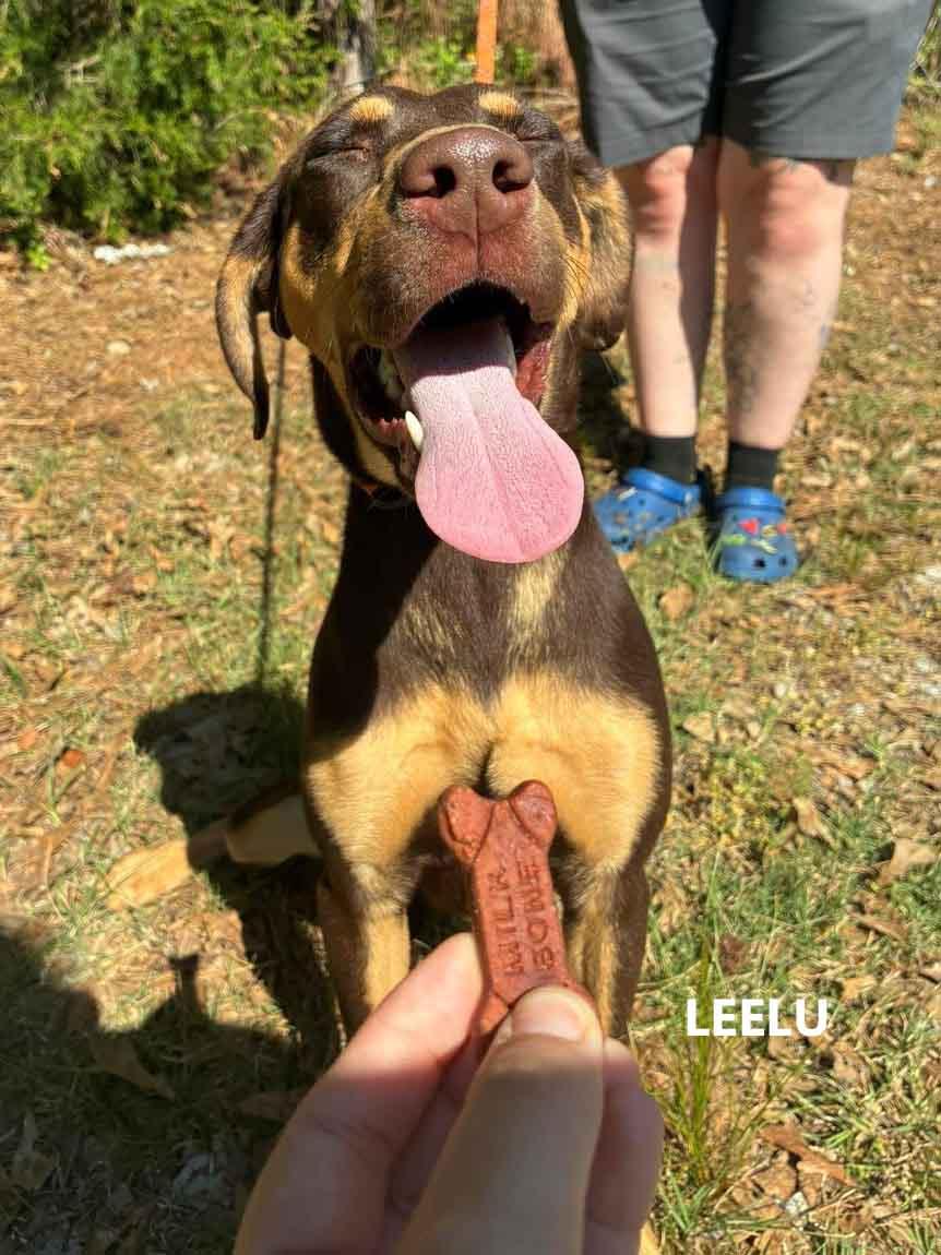 Enlarge Leelu, a ADOPTABLE mixed breed in Washington, GA image 4/4