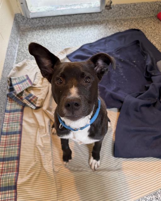 LUCKY, Adoptable, Young Male Labrador Retriever & Mixed Breed.