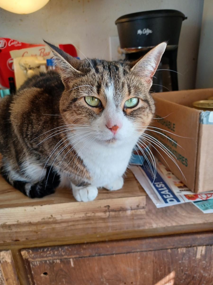 Enlarge Winnie 0818, a Adopted Domestic Short Hair in West Bloomfield, MI image 2/2