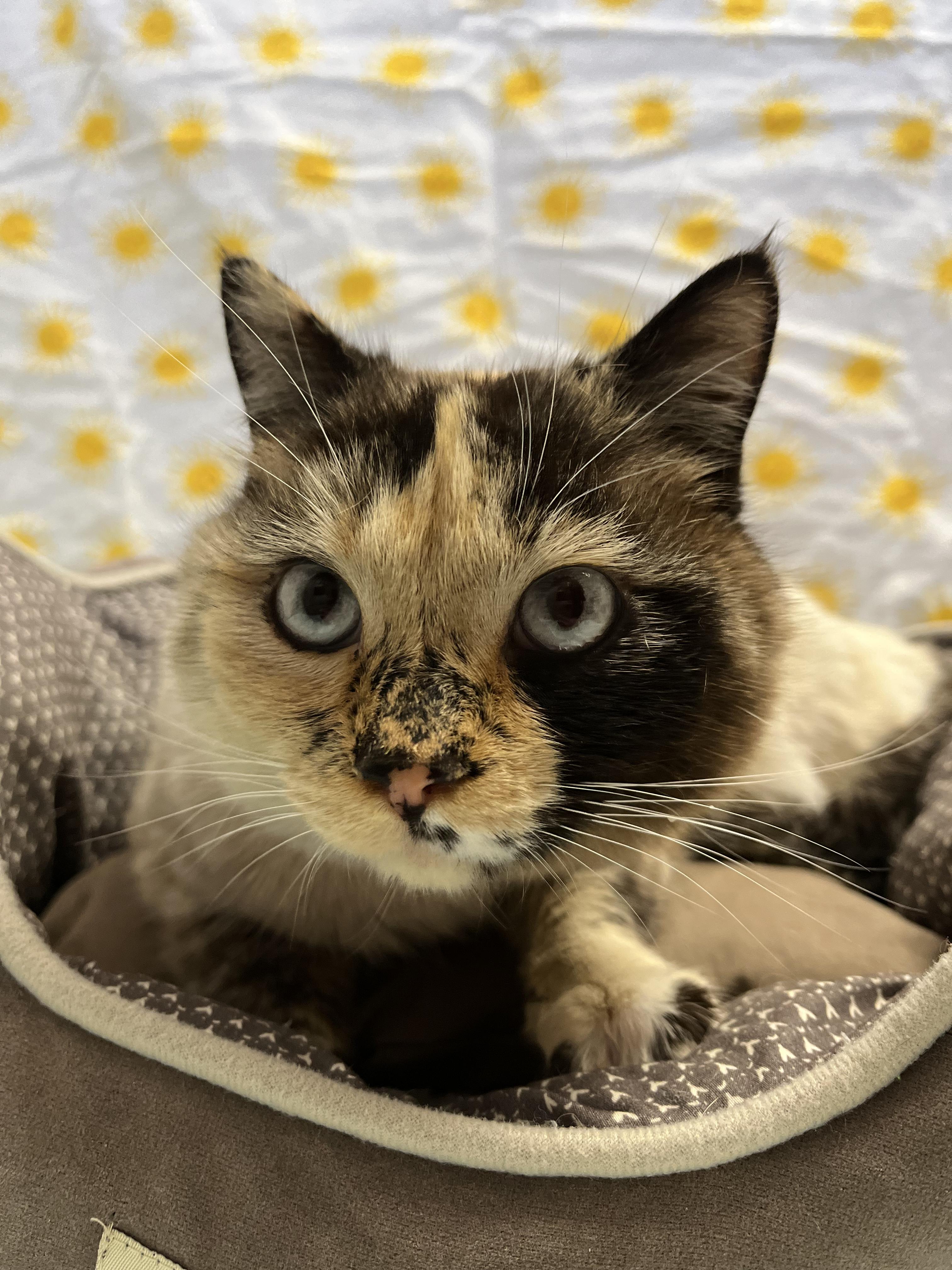 Sandy McFreckles, an adopted Domestic Short Hair in Buena Vista, CO image 2/2