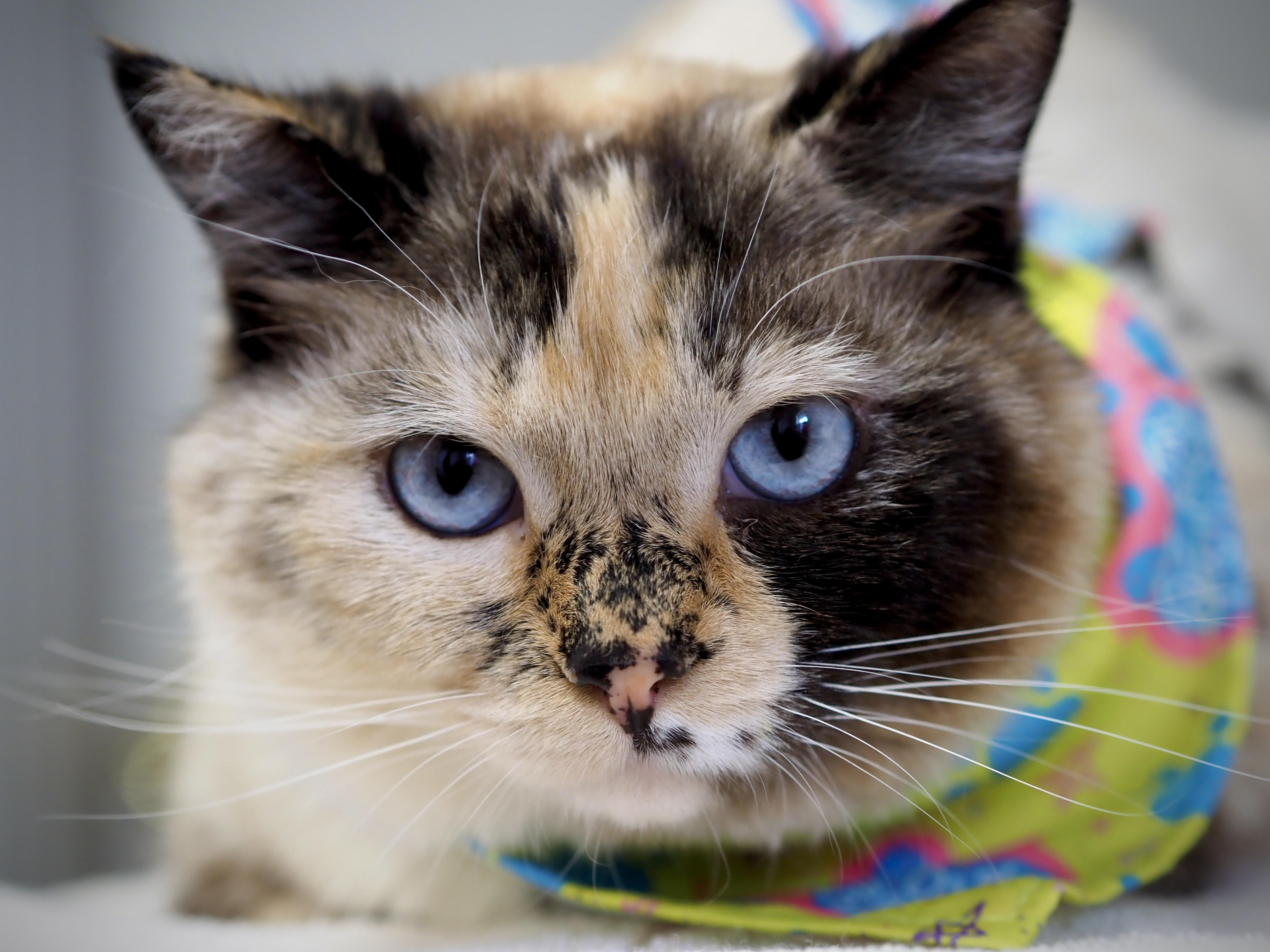 Sandy McFreckles, adopted, Adult Female Domestic Short Hair.