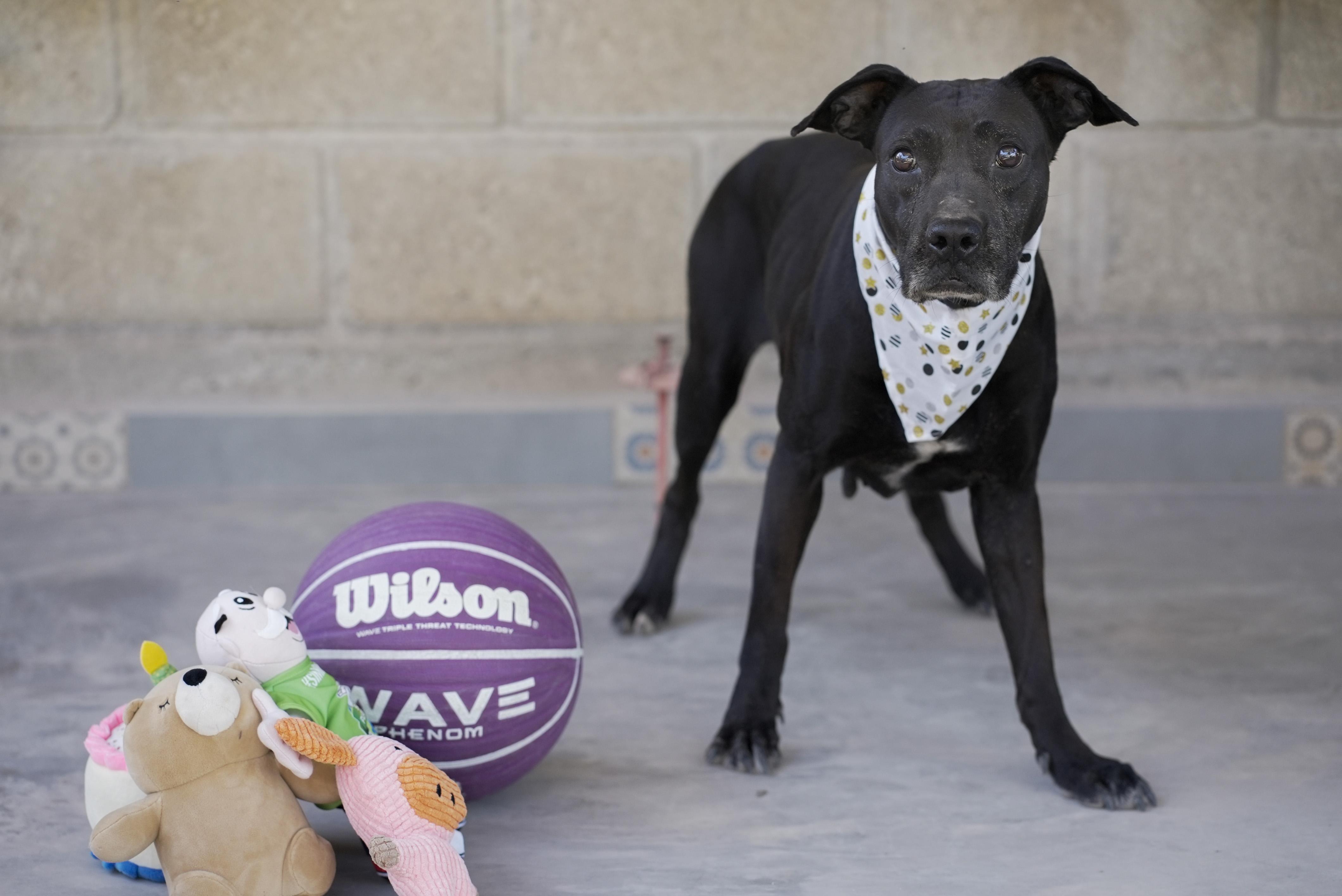 Enlarge Yesenia, a Adoptable mixed breed in Calgary, AB image 3/6