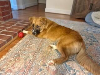 Enlarge Halle, a Adopted mixed breed in Helena, AL image 1/1