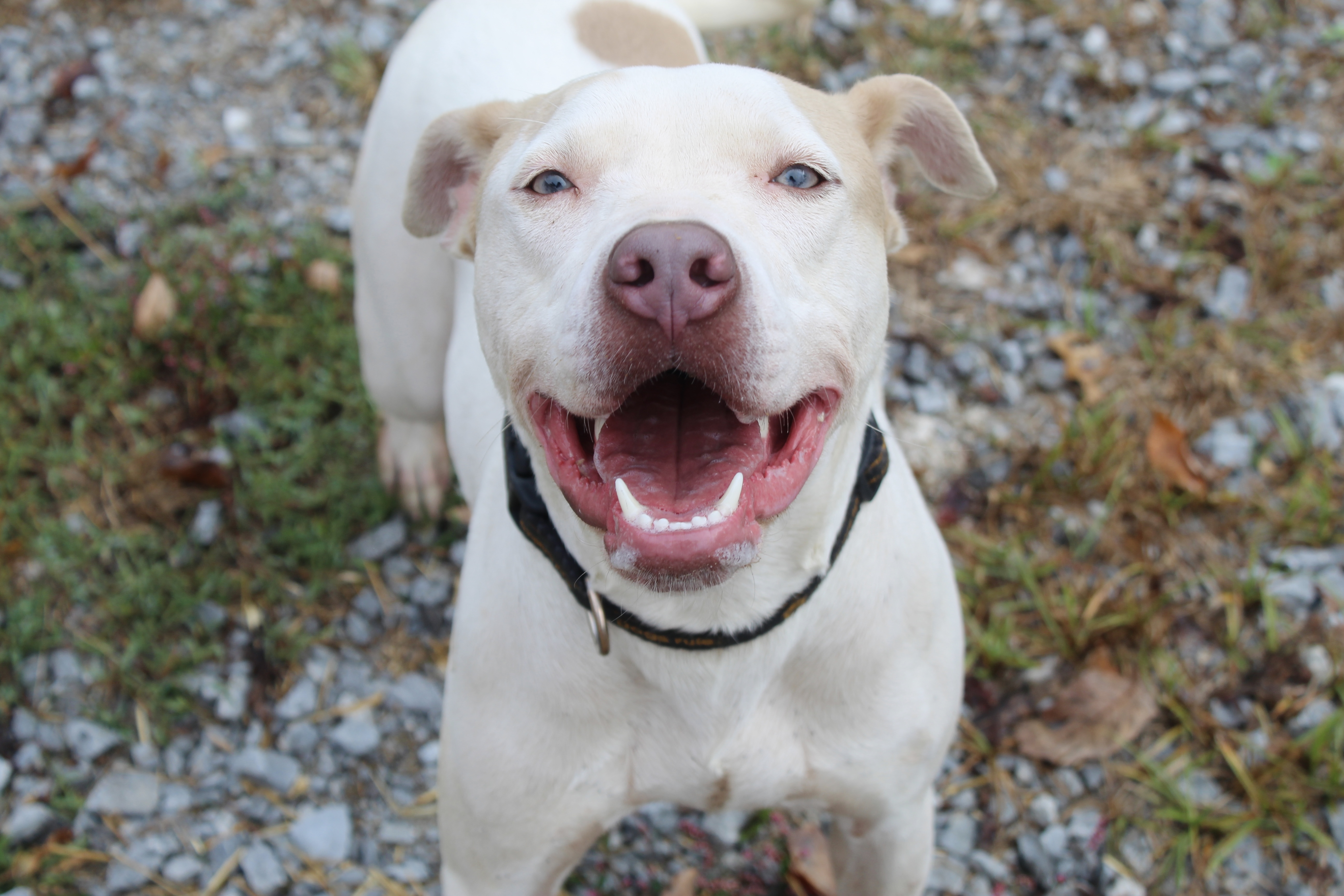 Crystal, a Adoptable Mixed Breed in Shelbyville, TN image 1/2